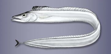 Garter fish - Lepidopus caudatus - рыба-сабля